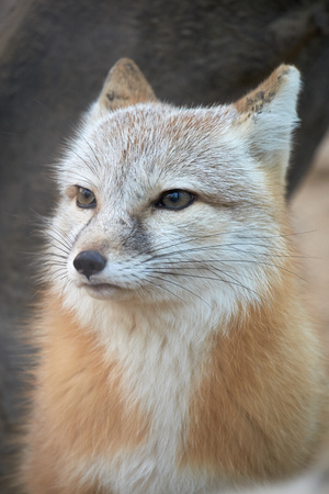 close-up corsac foxの写真素材