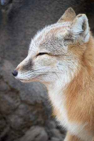 close-up corsac foxの写真素材