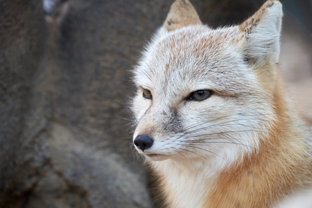 close-up corsac foxの写真素材