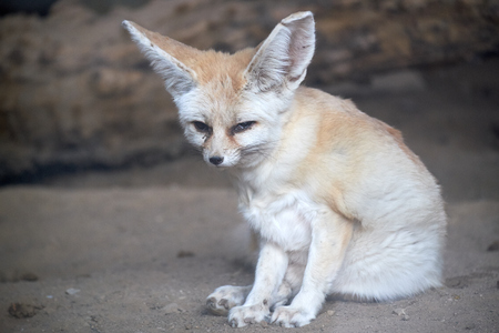 close-up Vulpes zerdaの写真素材