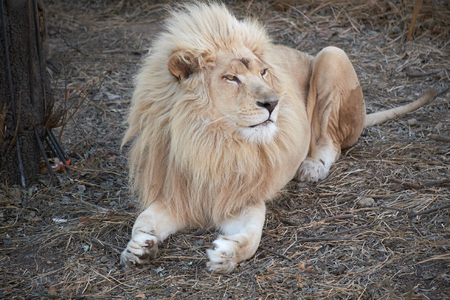 close-up lionの写真素材