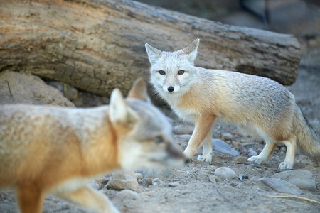 two corsac fox