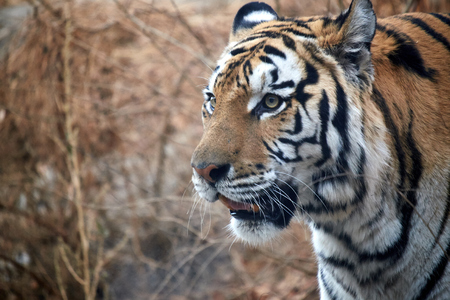 close-up of tigerの写真素材