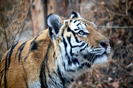 close-up of tiger