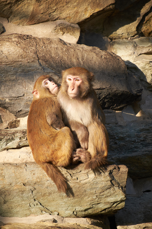 two macaque sitting togetherの写真素材