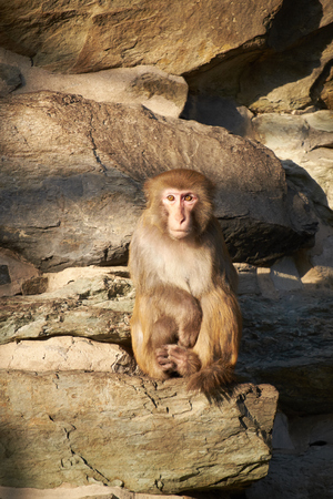 macaque sitting on the rock