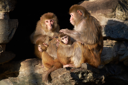 macaque familyの写真素材