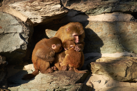 macaque family staying togetherの写真素材