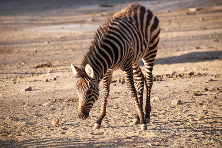 yong zebraの写真素材