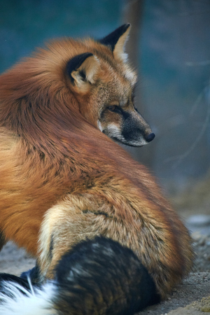 red foxの写真素材