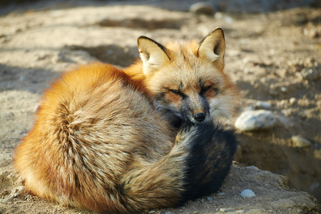 close-up red foxの写真素材
