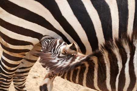 Little zebra nursingの写真素材
