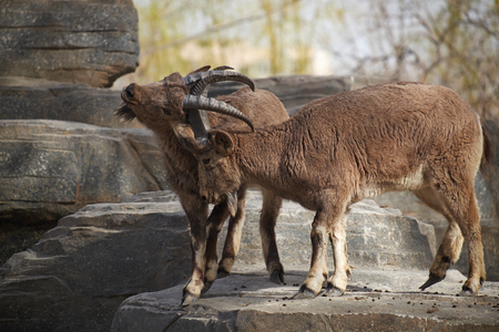 two ibex fightingの写真素材