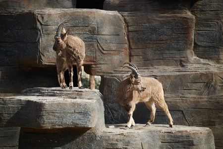 two ibex on the stoneの写真素材