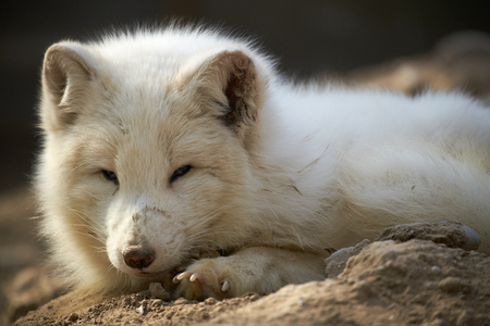 close-up arctic fox