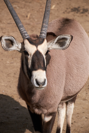 close-up of cape oryxの写真素材