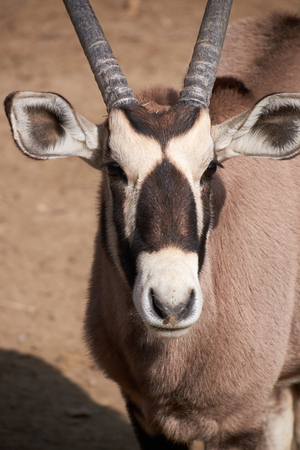 close-up of cape oryxの写真素材