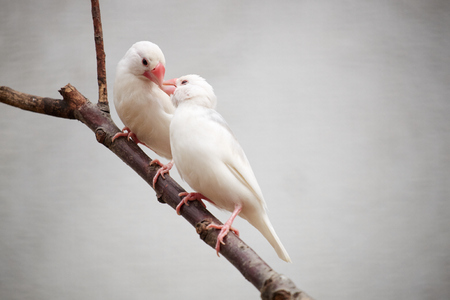 two sparrow on the branchの写真素材