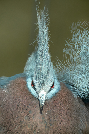 close-up southern crowned pigeonの写真素材