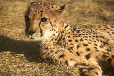 close-up of cheetahの写真素材