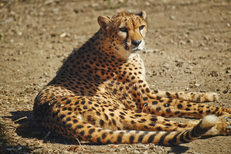 cheetah on the groundの写真素材