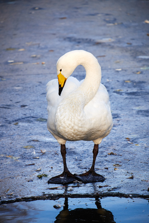 swan on the iceの写真素材