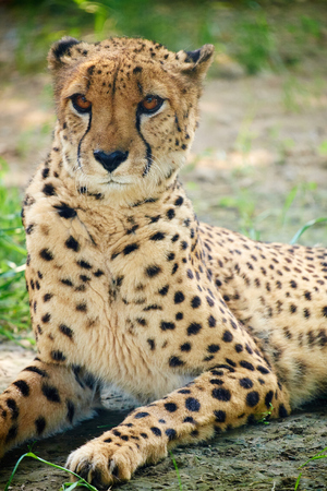 close up of cheetah
