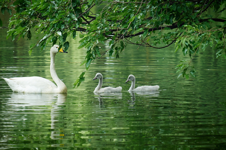 swan mother and childenの写真素材