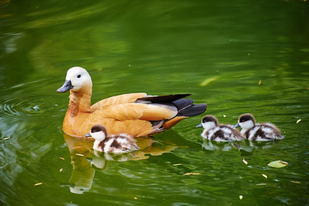 tadorna ferruginea mother and childrenの写真素材
