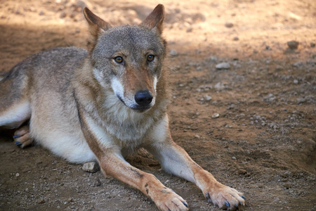 close up of wolfの写真素材