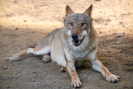 close up of wolfの写真素材