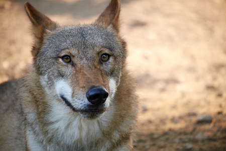 close up of wolfの写真素材