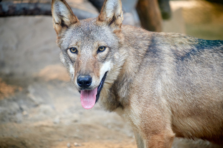 close up of wolfの写真素材