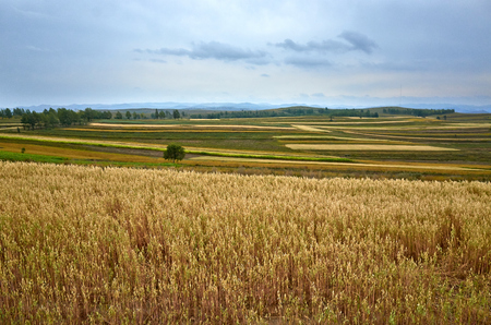 grassland sceneryの写真素材