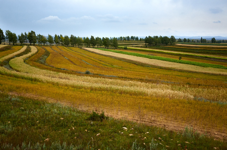 grassland sceneryの写真素材