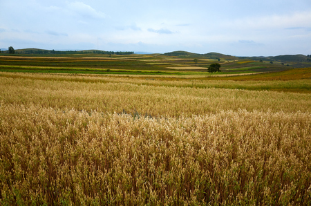 grassland sceneryの写真素材