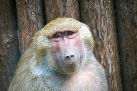 close up of Olive Baboon