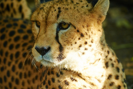 close up of Cheetahの写真素材