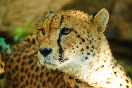 close up of Cheetahの写真素材