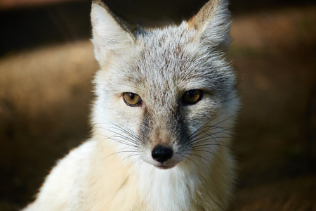 close up of corsac foxの写真素材