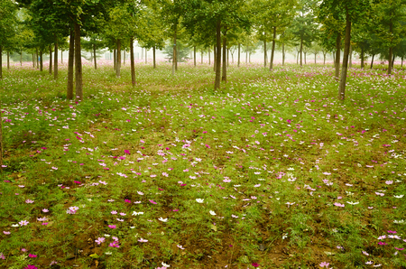 galsang flower Fieldの写真素材