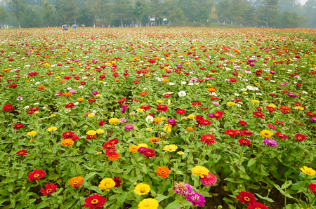 chrysanthemum fieldの写真素材