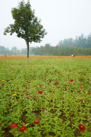 flower Fieldの写真素材