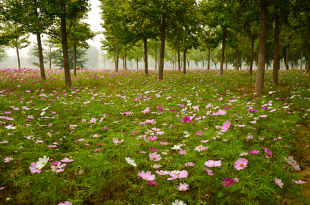 galsang flower Fieldの写真素材