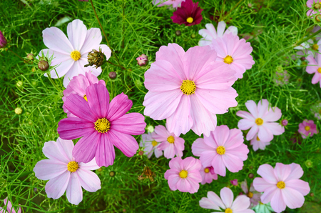 galsang flowerの写真素材