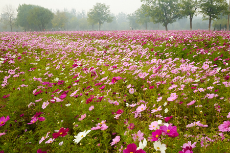 galsang flower Fieldの写真素材
