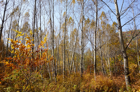 Birches during autumn の写真素材