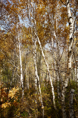 Birches during autumn の写真素材