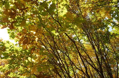 Autumn Woodsの写真素材