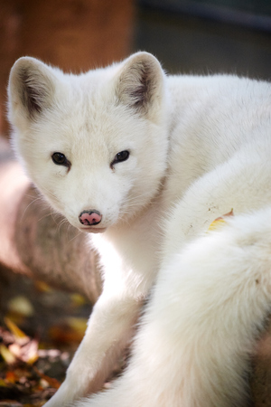 close up of arctic foxの写真素材